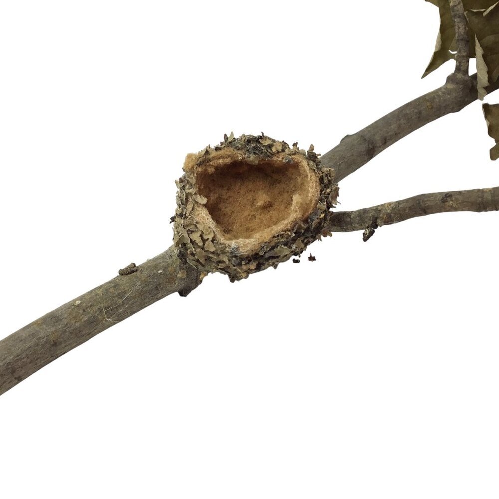 Hummingbird Nest Real Natural Authentic From the Woods Attached to Branch